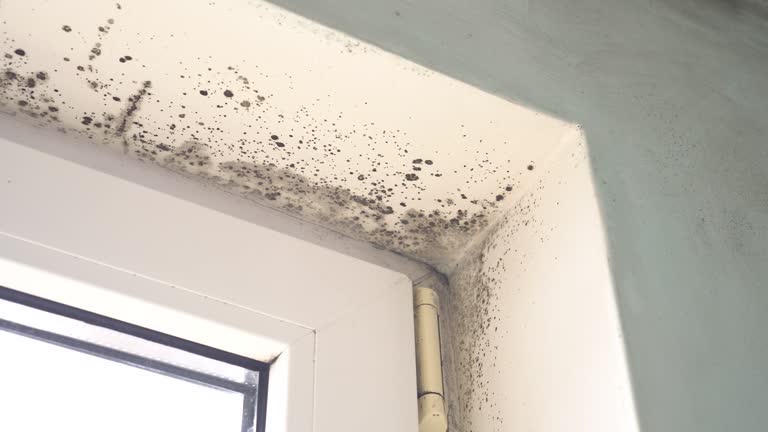 Why You Should Choose Our Mold Remediation Services in Hickory Hills, IL